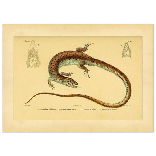Delalandes Eidechse: Zoologische Illustration von Duméril (50x70 cm). Illustration einer gefleckten Delalande-Eidechse mit Ansichten ihres Kopfes von vorne und im Profil.