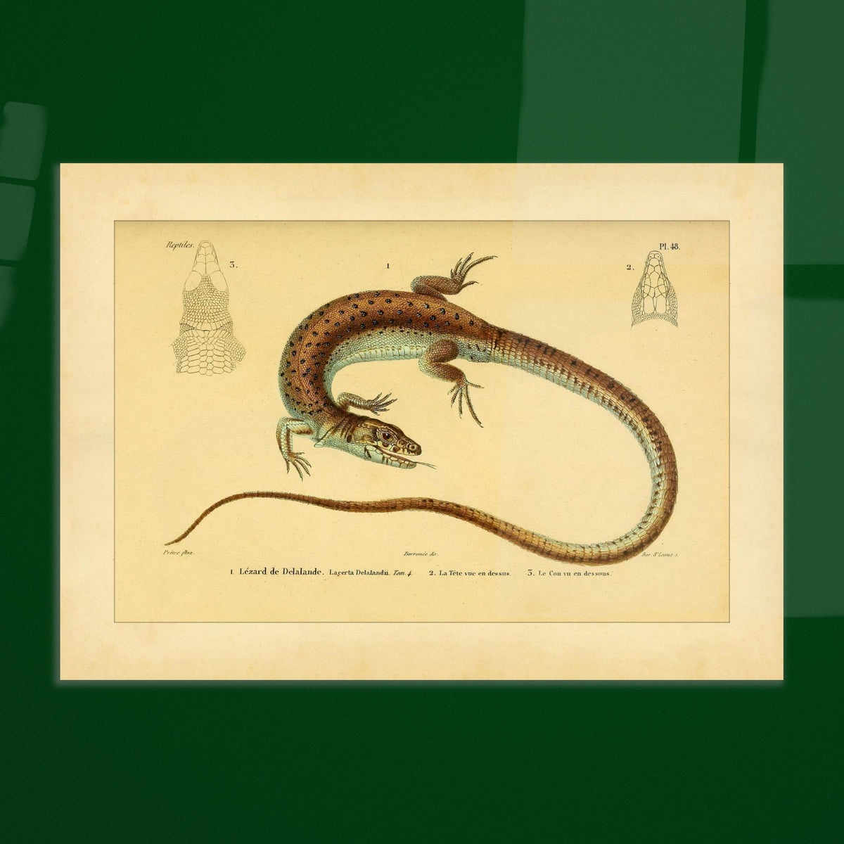 Delalandes Eidechse: Zoologische Illustration von Duméril. Illustration einer gefleckten Delalande-Eidechse mit Ansichten ihres Kopfes von vorne und im Profil.