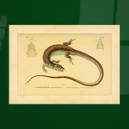 Delalandes Eidechse: Zoologische Illustration von Duméril. Illustration einer gefleckten Delalande-Eidechse mit Ansichten ihres Kopfes von vorne und im Profil.
