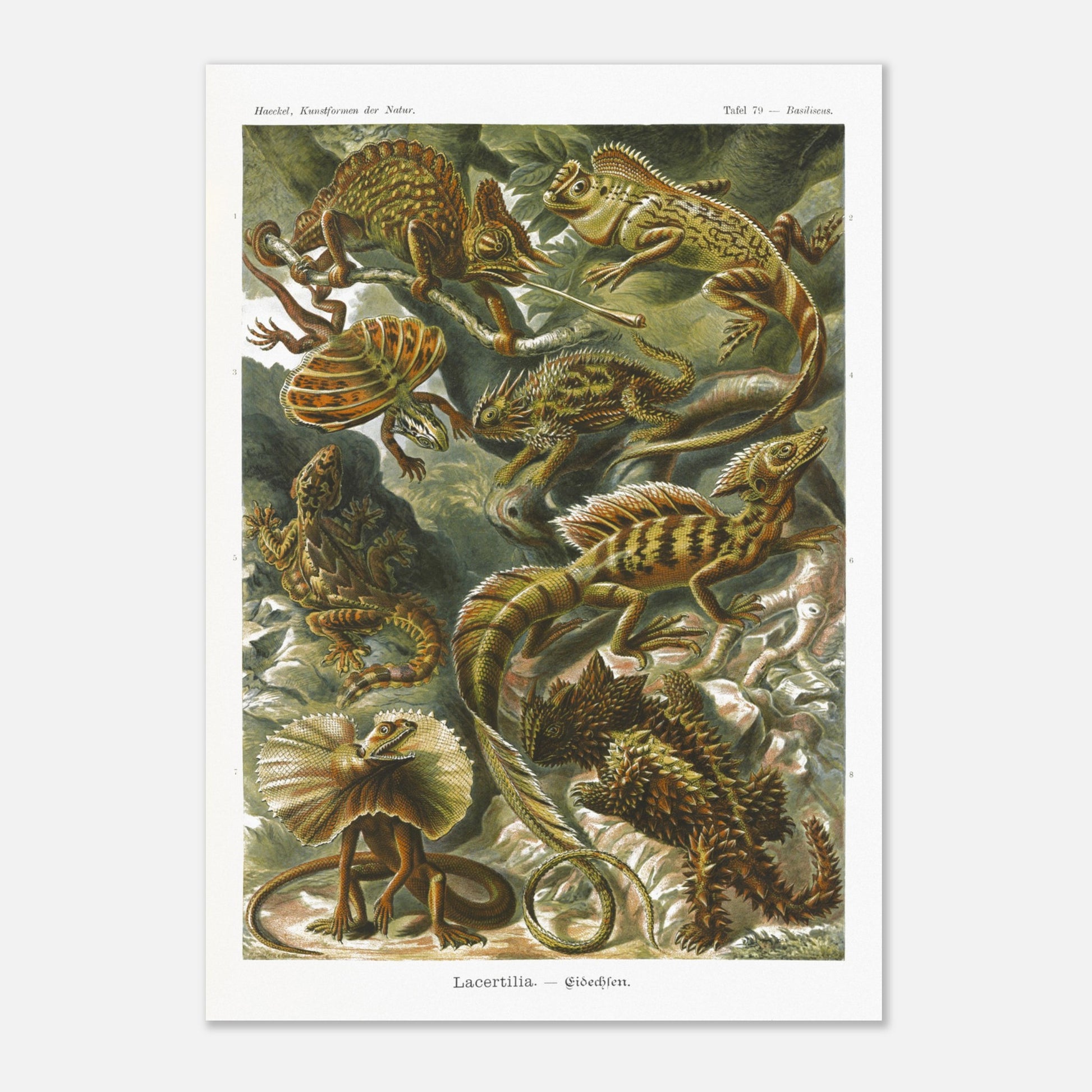 Planche de Lézards et Basilic — Ernst Haeckel (29,7x42 cm (A3)). Planche naturaliste d'Ernst Haeckel illustrant diverses espèces de lézards, dont le basilic, avec des numérotations et légendes en allemand.