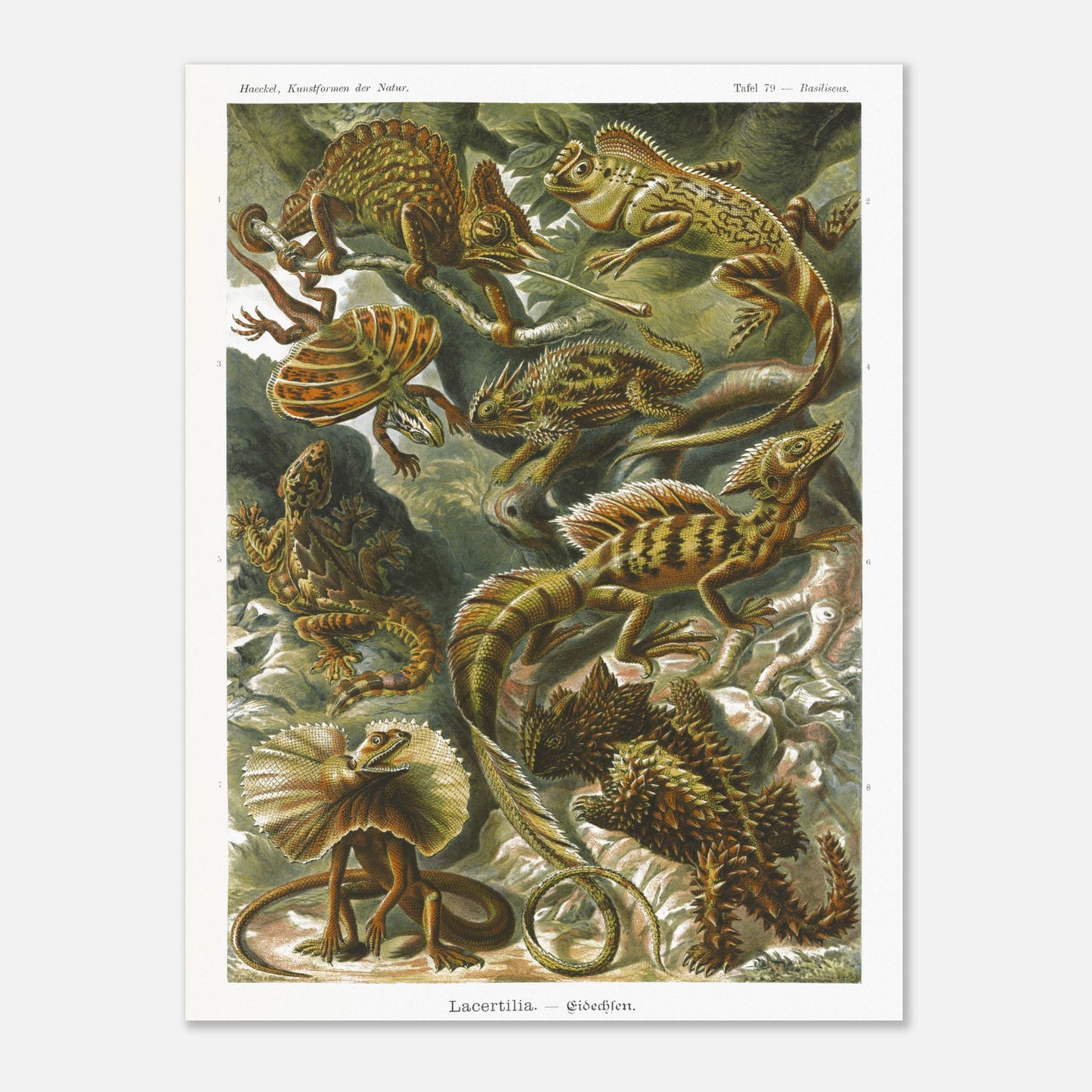 Planche de Lézards et Basilic — Ernst Haeckel (30x40 cm). Planche naturaliste d'Ernst Haeckel illustrant diverses espèces de lézards, dont le basilic, avec des numérotations et légendes en allemand.