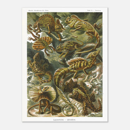 Planche de Lézards et Basilic — Ernst Haeckel (30x40 cm). Planche naturaliste d'Ernst Haeckel illustrant diverses espèces de lézards, dont le basilic, avec des numérotations et légendes en allemand.