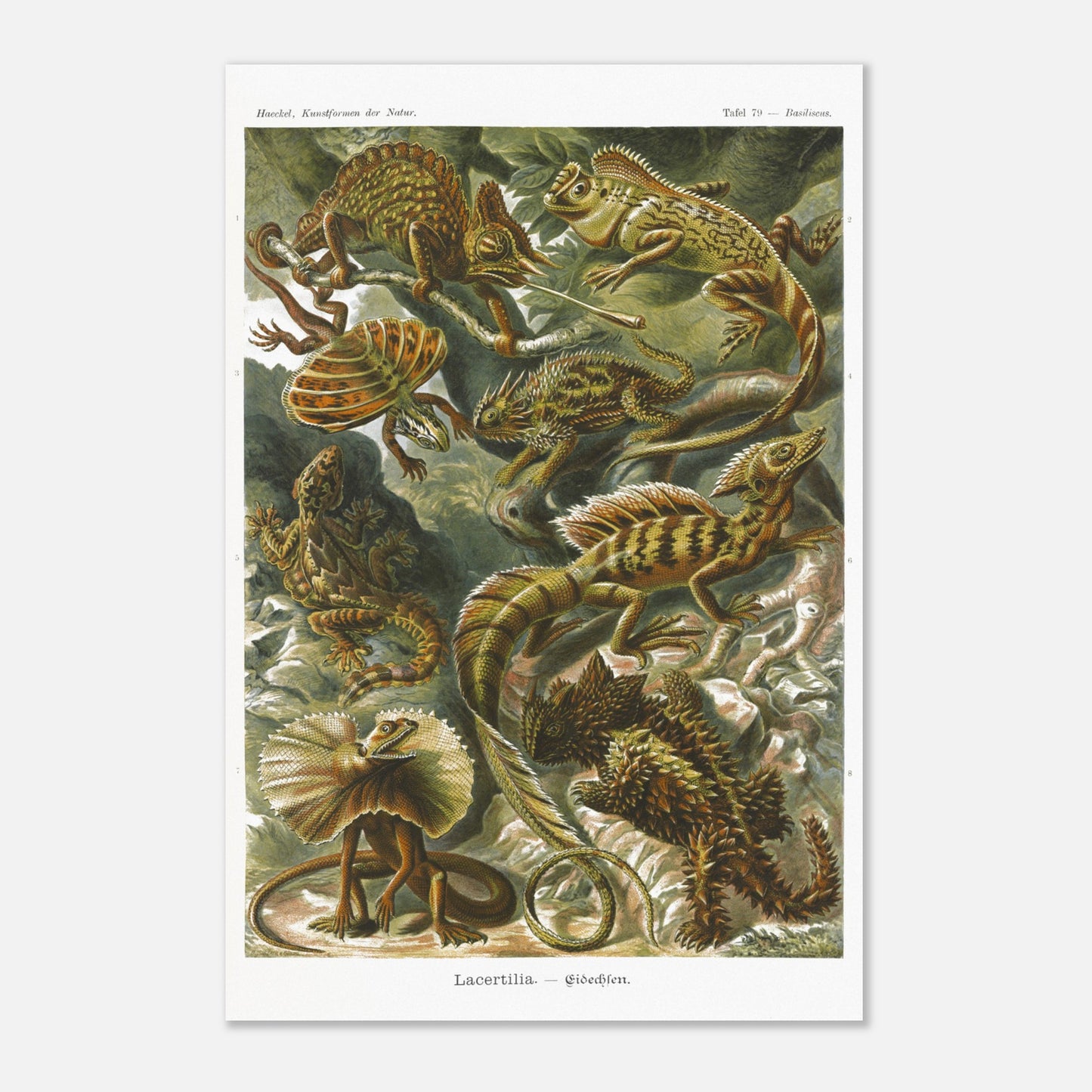 Planche de Lézards et Basilic — Ernst Haeckel (40x60 cm). Planche naturaliste d'Ernst Haeckel illustrant diverses espèces de lézards, dont le basilic, avec des numérotations et légendes en allemand.