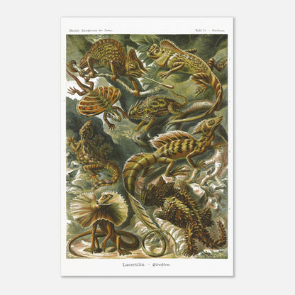 Planche de Lézards et Basilic — Ernst Haeckel (40x60 cm). Planche naturaliste d'Ernst Haeckel illustrant diverses espèces de lézards, dont le basilic, avec des numérotations et légendes en allemand.