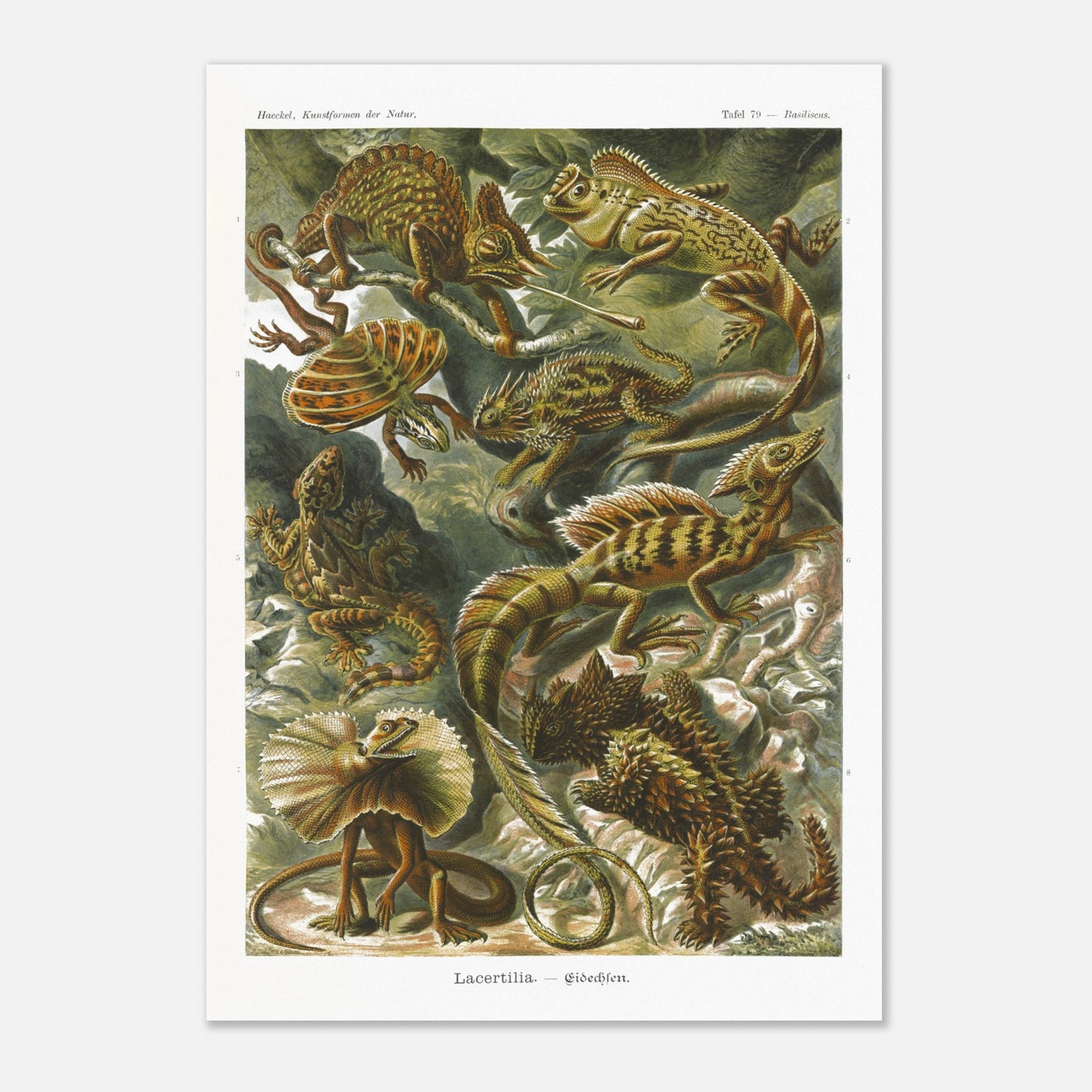 Planche de Lézards et Basilic — Ernst Haeckel (59,4x84,1 cm (A1)). Planche naturaliste d'Ernst Haeckel illustrant diverses espèces de lézards, dont le basilic, avec des numérotations et légendes en allemand.