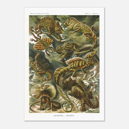 Planche de Lézards et Basilic — Ernst Haeckel (59,4x84,1 cm (A1)). Planche naturaliste d'Ernst Haeckel illustrant diverses espèces de lézards, dont le basilic, avec des numérotations et légendes en allemand.