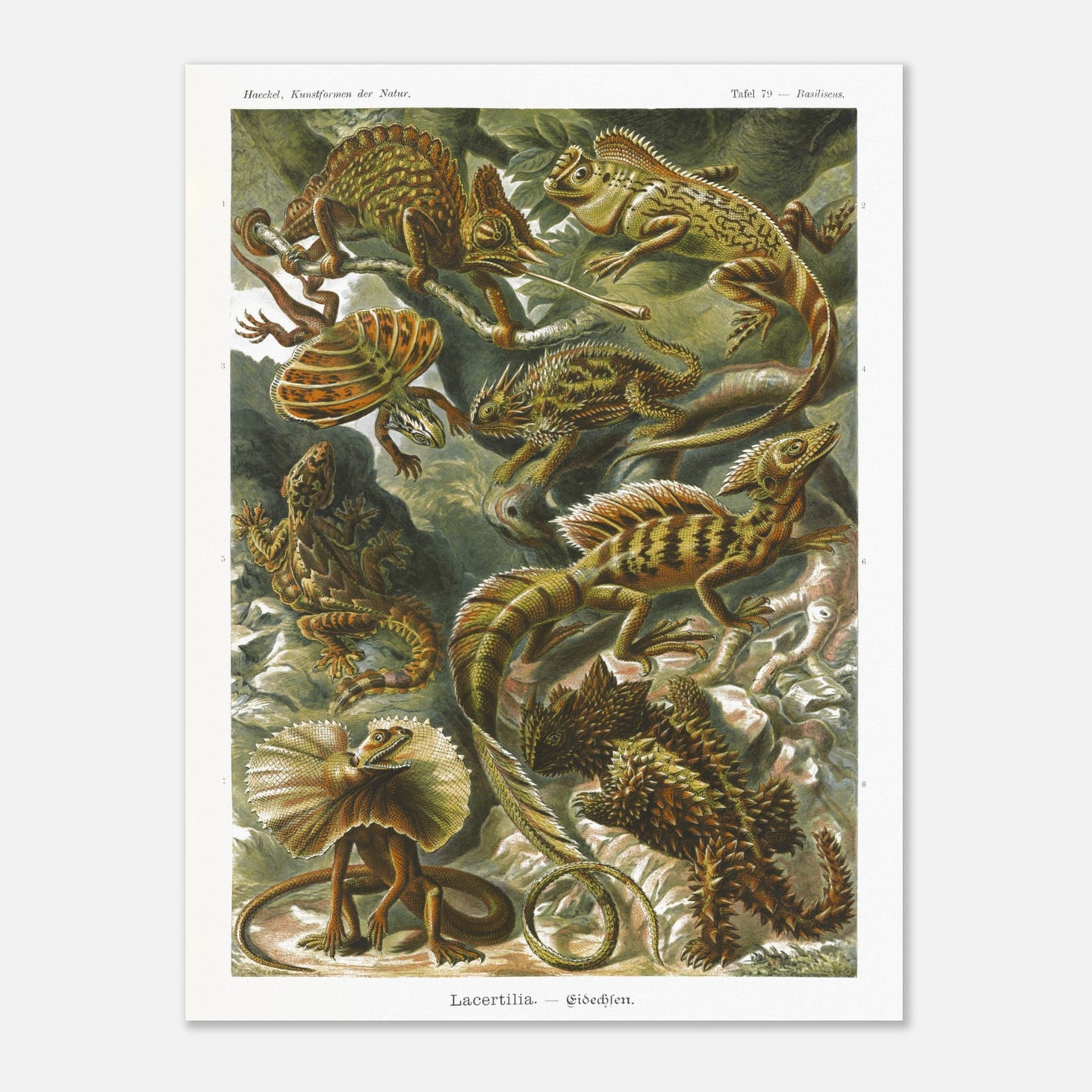 Planche de Lézards et Basilic — Ernst Haeckel (60x80 cm). Planche naturaliste d'Ernst Haeckel illustrant diverses espèces de lézards, dont le basilic, avec des numérotations et légendes en allemand.