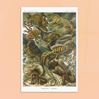 Planche de Lézards et Basilic — Ernst Haeckel. Planche naturaliste d'Ernst Haeckel illustrant diverses espèces de lézards, dont le basilic, avec des numérotations et légendes en allemand. Image d'illustration 8