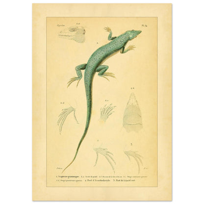 Echsenillustration: Gestreifte Scapteire und Acanthodactyle (21x29,7 cm (A4)). Naturhistorische Tafel mit einer Eidechse, ihrer Anatomie und ihren Füßen, entnommen aus dem Werk "Erpétologie générale ou Histoire naturelle complète des reptiles" von A.-M.-C. Duméril, 1834-1840.