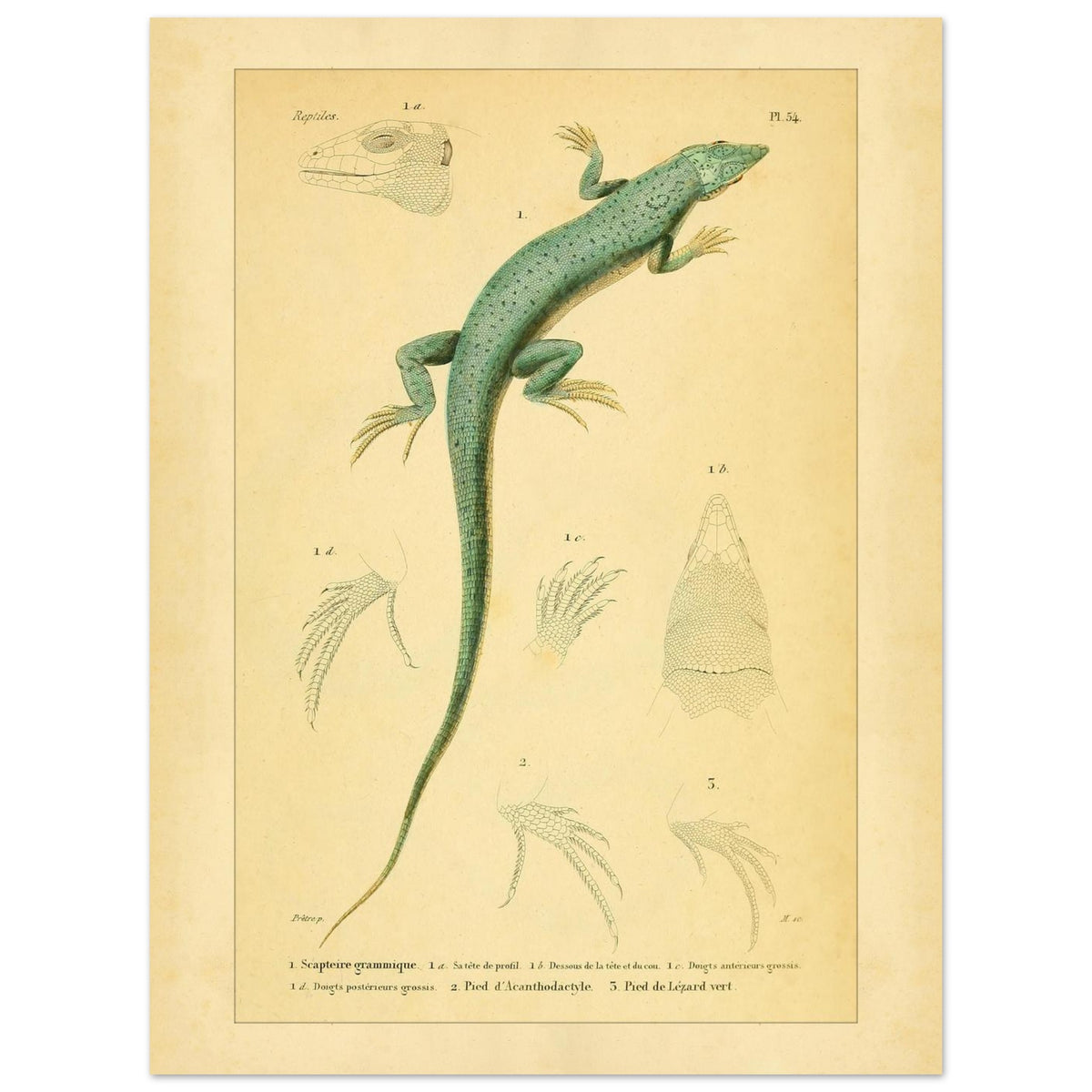 Echsenillustration: Gestreifte Scapteire und Acanthodactyle (30x40 cm). Naturhistorische Tafel mit einer Eidechse, ihrer Anatomie und ihren Füßen, entnommen aus dem Werk "Erpétologie générale ou Histoire naturelle complète des reptiles" von A.-M.-C. Duméril, 1834-1840.