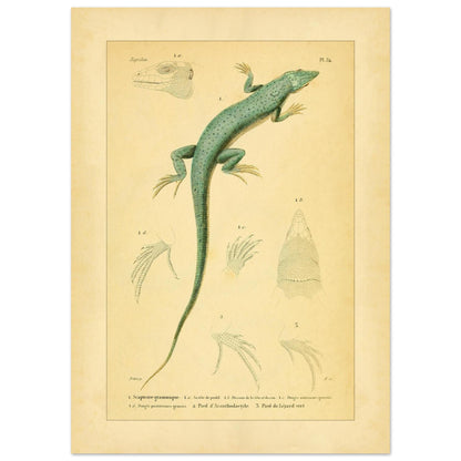 Echsenillustration: Gestreifte Scapteire und Acanthodactyle (50x70 cm). Naturhistorische Tafel mit einer Eidechse, ihrer Anatomie und ihren Füßen, entnommen aus dem Werk "Erpétologie générale ou Histoire naturelle complète des reptiles" von A.-M.-C. Duméril, 1834-1840.