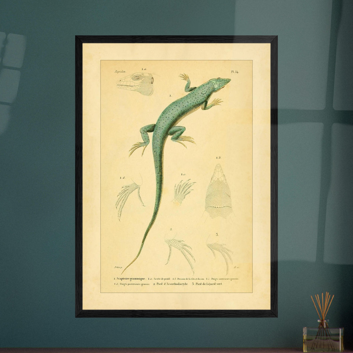 Echsenillustration: Gestreifte Scapteire und Acanthodactyle. Naturhistorische Tafel mit einer Eidechse, ihrer Anatomie und ihren Füßen, entnommen aus dem Werk "Erpétologie générale ou Histoire naturelle complète des reptiles" von A.-M.-C. Duméril, 1834-1840.