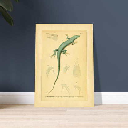 Echsenillustration: Gestreifte Scapteire und Acanthodactyle. Naturhistorische Tafel mit einer Eidechse, ihrer Anatomie und ihren Füßen, entnommen aus dem Werk "Erpétologie générale ou Histoire naturelle complète des reptiles" von A.-M.-C. Duméril, 1834-1840.