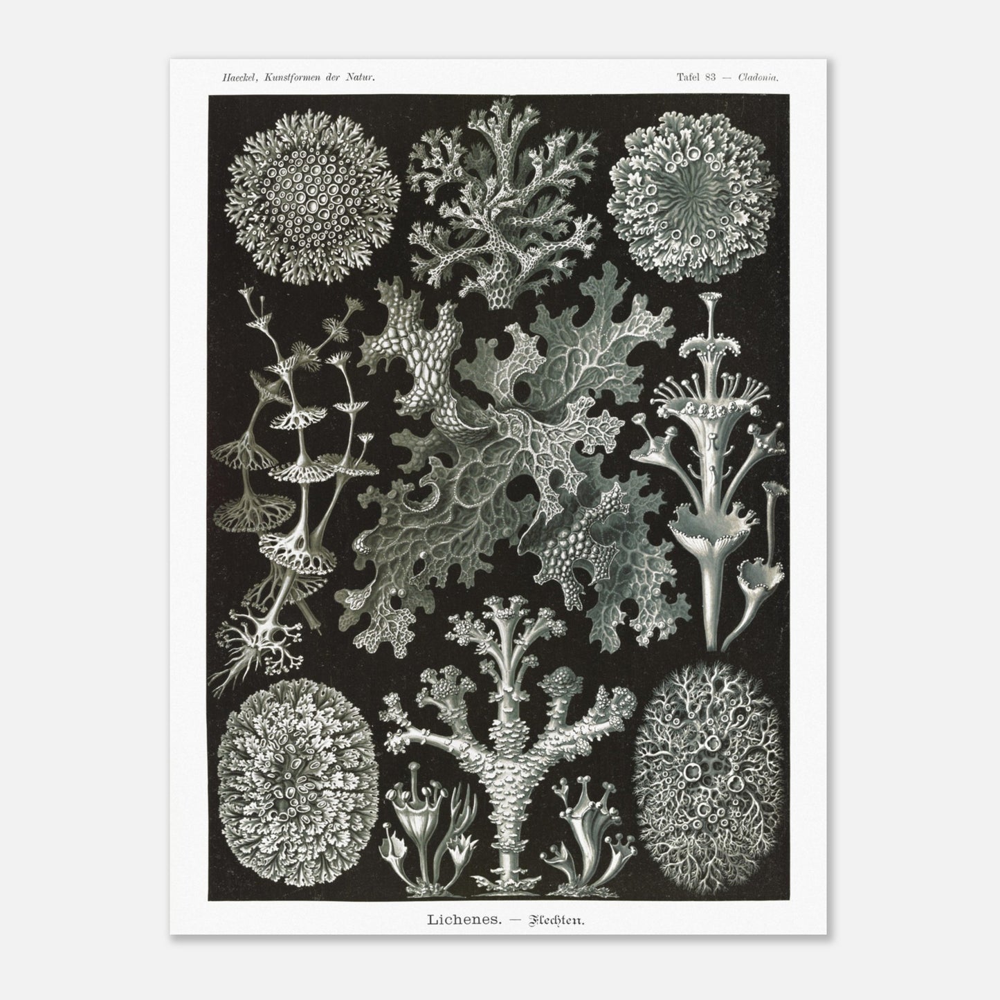Illustration naturaliste de Lichens - Ernst Haeckel (30x40 cm). Planche d'illustrations naturalistes d'Ernst Haeckel montrant diverses espèces de lichens.