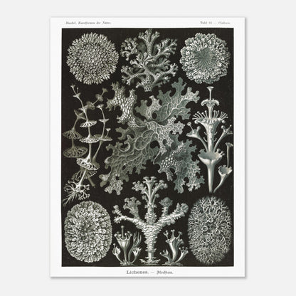 Illustration naturaliste de Lichens - Ernst Haeckel (30x40 cm). Planche d'illustrations naturalistes d'Ernst Haeckel montrant diverses espèces de lichens.