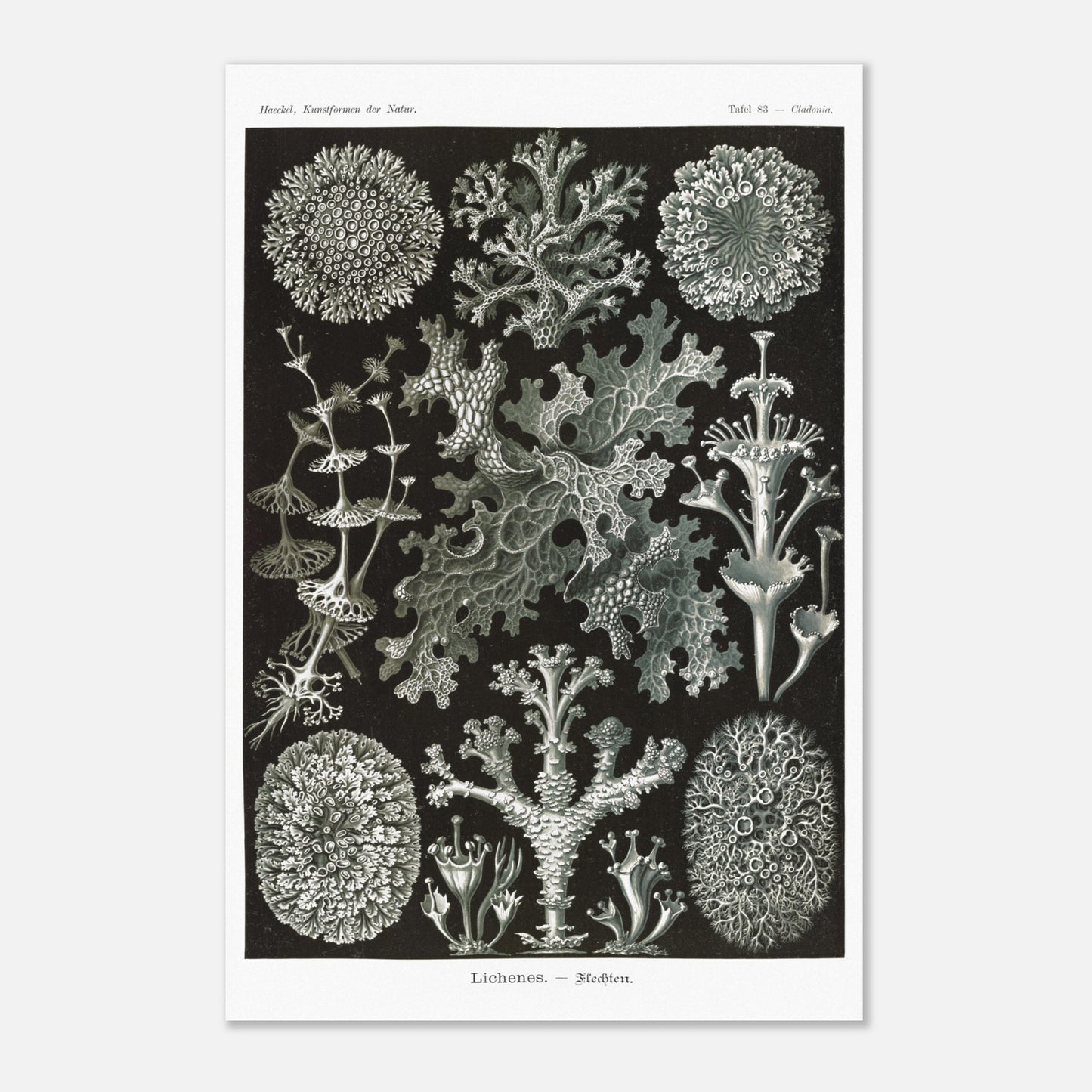 Illustration naturaliste de Lichens - Ernst Haeckel (40x60 cm). Planche d'illustrations naturalistes d'Ernst Haeckel montrant diverses espèces de lichens.