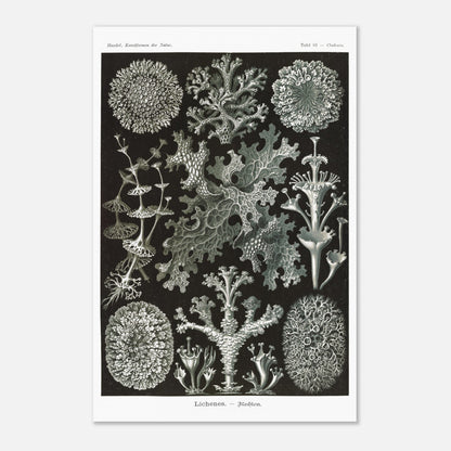 Illustration naturaliste de Lichens - Ernst Haeckel (40x60 cm). Planche d'illustrations naturalistes d'Ernst Haeckel montrant diverses espèces de lichens.