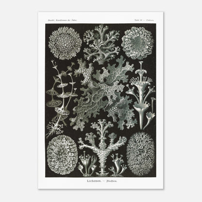 Illustration naturaliste de Lichens - Ernst Haeckel (42x59,4 cm (A2)). Planche d'illustrations naturalistes d'Ernst Haeckel montrant diverses espèces de lichens.