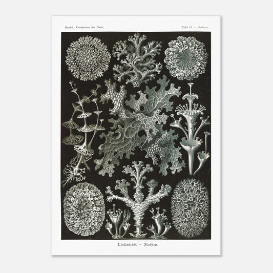 Illustration naturaliste de Lichens - Ernst Haeckel (42x59,4 cm (A2)). Planche d'illustrations naturalistes d'Ernst Haeckel montrant diverses espèces de lichens.
