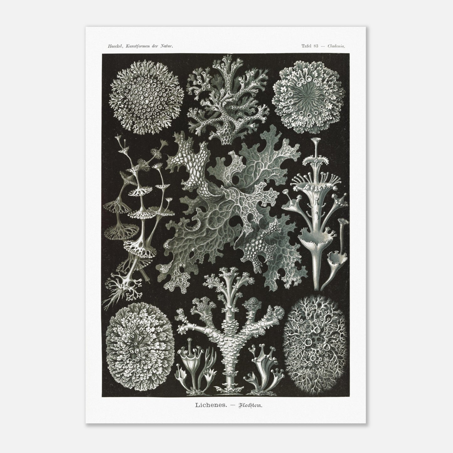 Illustration naturaliste de Lichens - Ernst Haeckel (59,4x84,1 cm (A1)). Planche d'illustrations naturalistes d'Ernst Haeckel montrant diverses espèces de lichens.