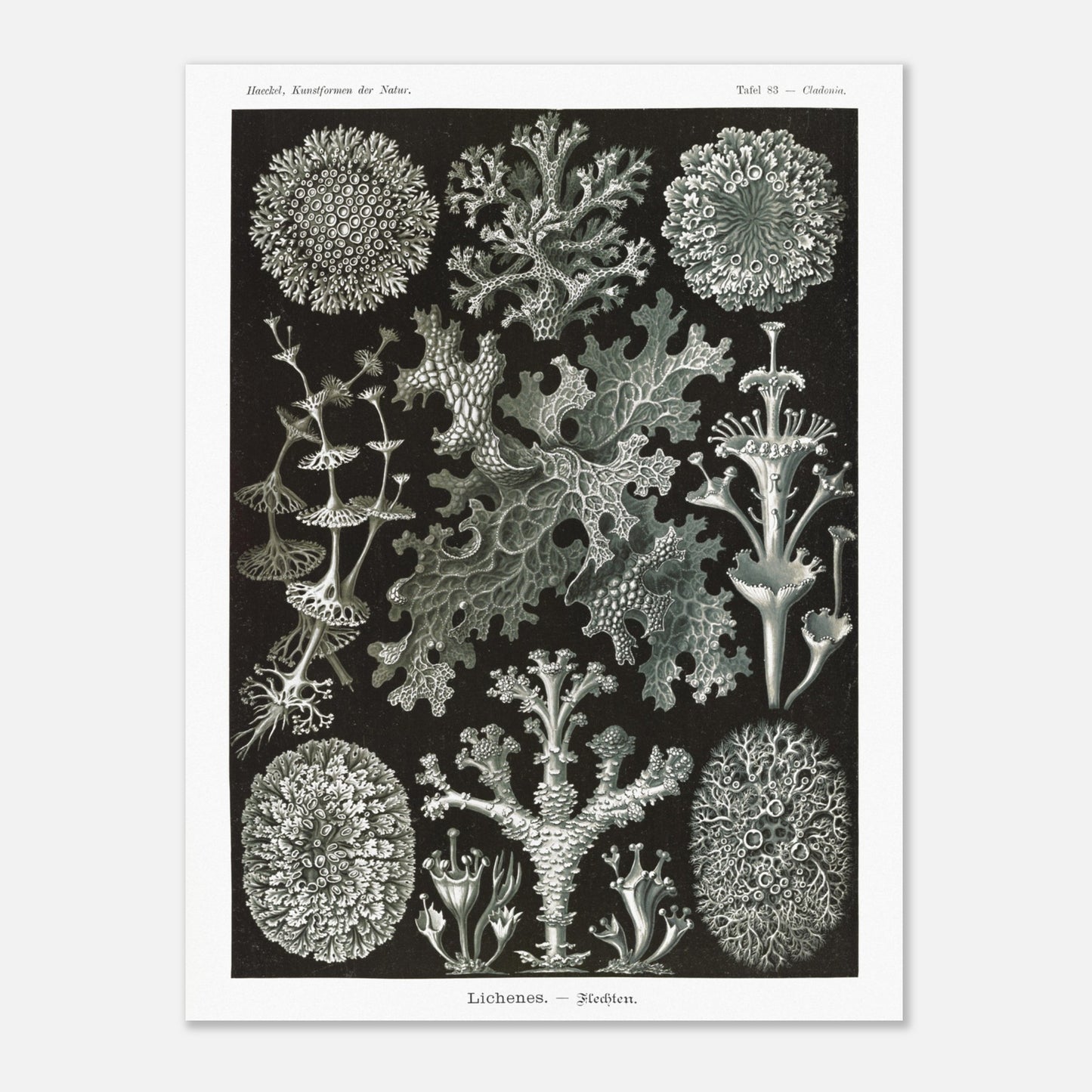 Illustration naturaliste de Lichens - Ernst Haeckel (60x80 cm). Planche d'illustrations naturalistes d'Ernst Haeckel montrant diverses espèces de lichens.