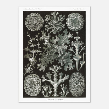 Illustration naturaliste de Lichens - Ernst Haeckel (60x80 cm). Planche d'illustrations naturalistes d'Ernst Haeckel montrant diverses espèces de lichens.