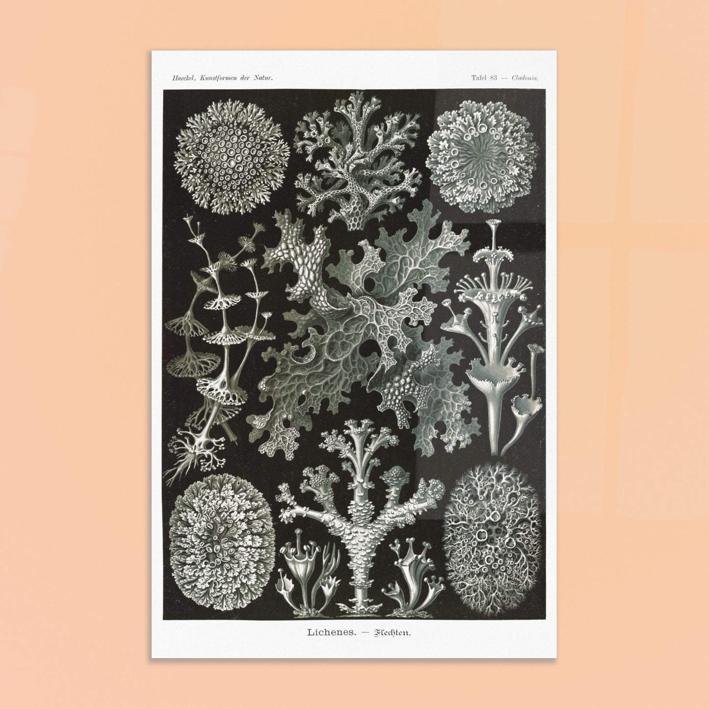 Illustration naturaliste de Lichens - Ernst Haeckel. Planche d'illustrations naturalistes d'Ernst Haeckel montrant diverses espèces de lichens. Image d'illustration 8