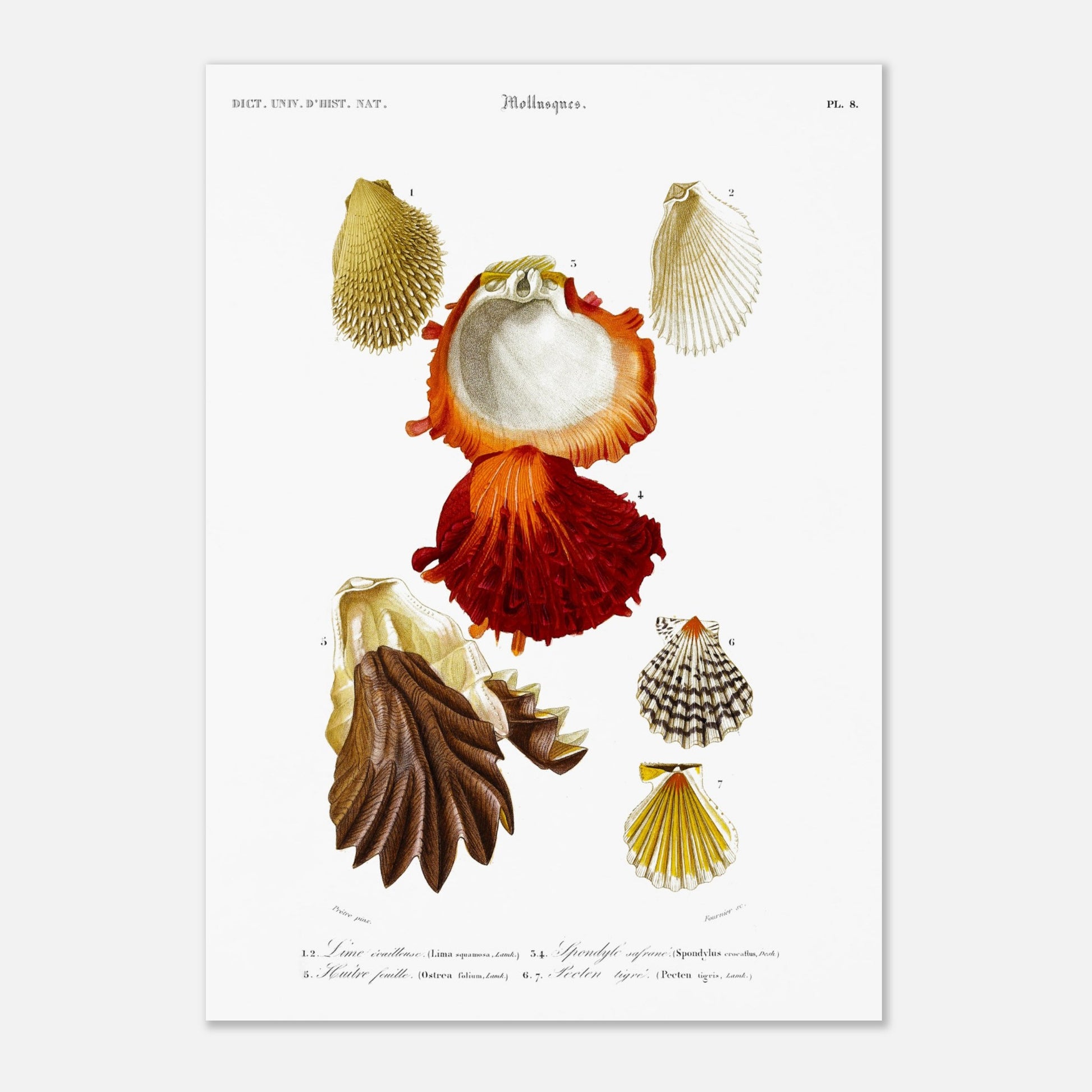 Lime écailleuse, Pecten tigré, Spondyle safrané, Huître feuille - illustration naturaliste du Dictionnaire Universel d'Histoire Naturelle de Charles d'Orbigny - Taille 29,7x42 cm (A3)
