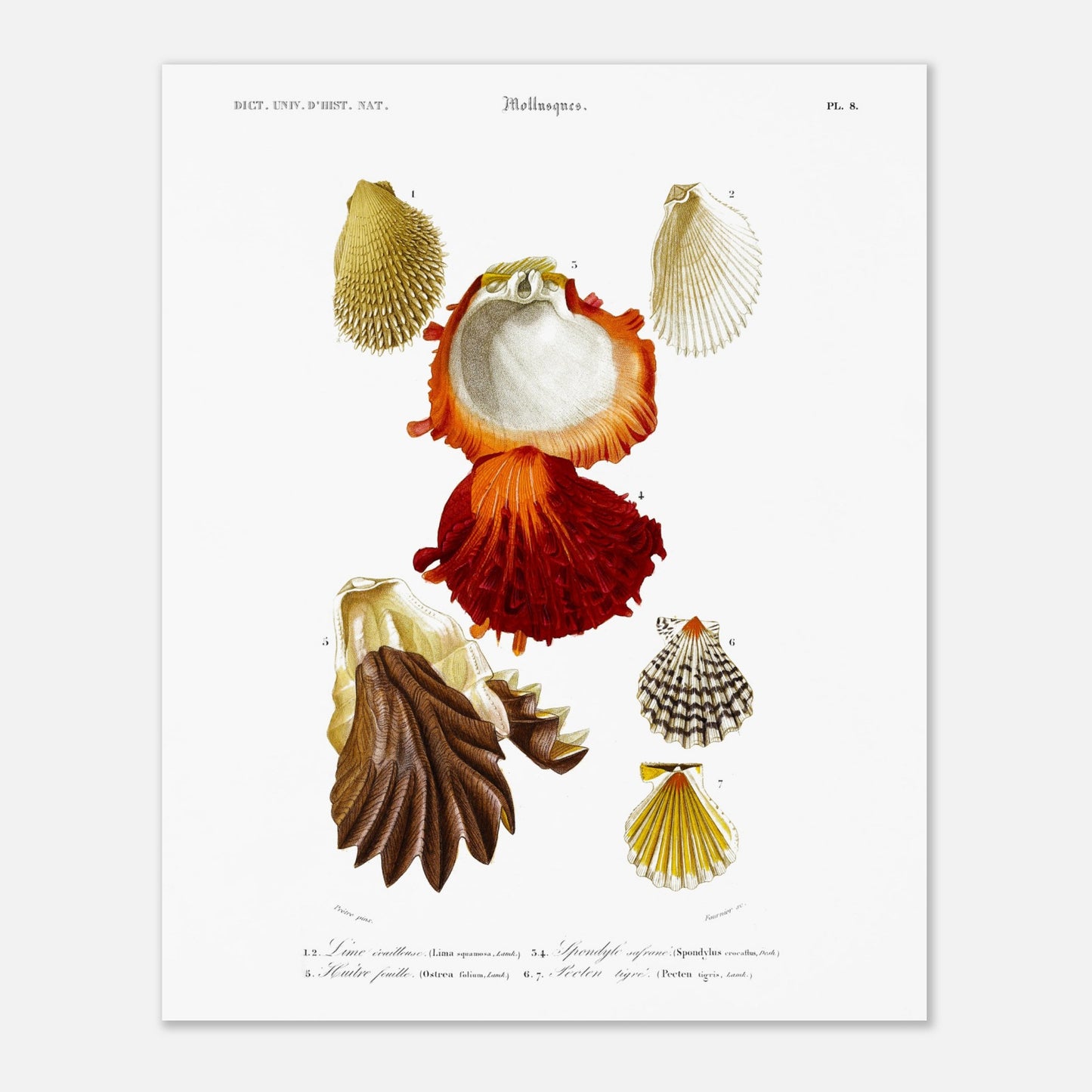 Lime écailleuse, Pecten tigré, Spondyle safrané, Huître feuille - illustration naturaliste du Dictionnaire Universel d'Histoire Naturelle de Charles d'Orbigny - Taille 40x50 cm