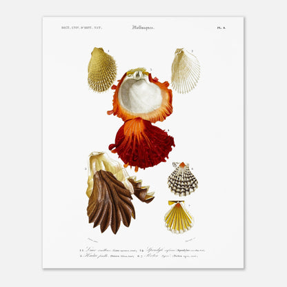 Lime écailleuse, Pecten tigré, Spondyle safrané, Huître feuille - illustration naturaliste du Dictionnaire Universel d'Histoire Naturelle de Charles d'Orbigny - Taille 40x50 cm