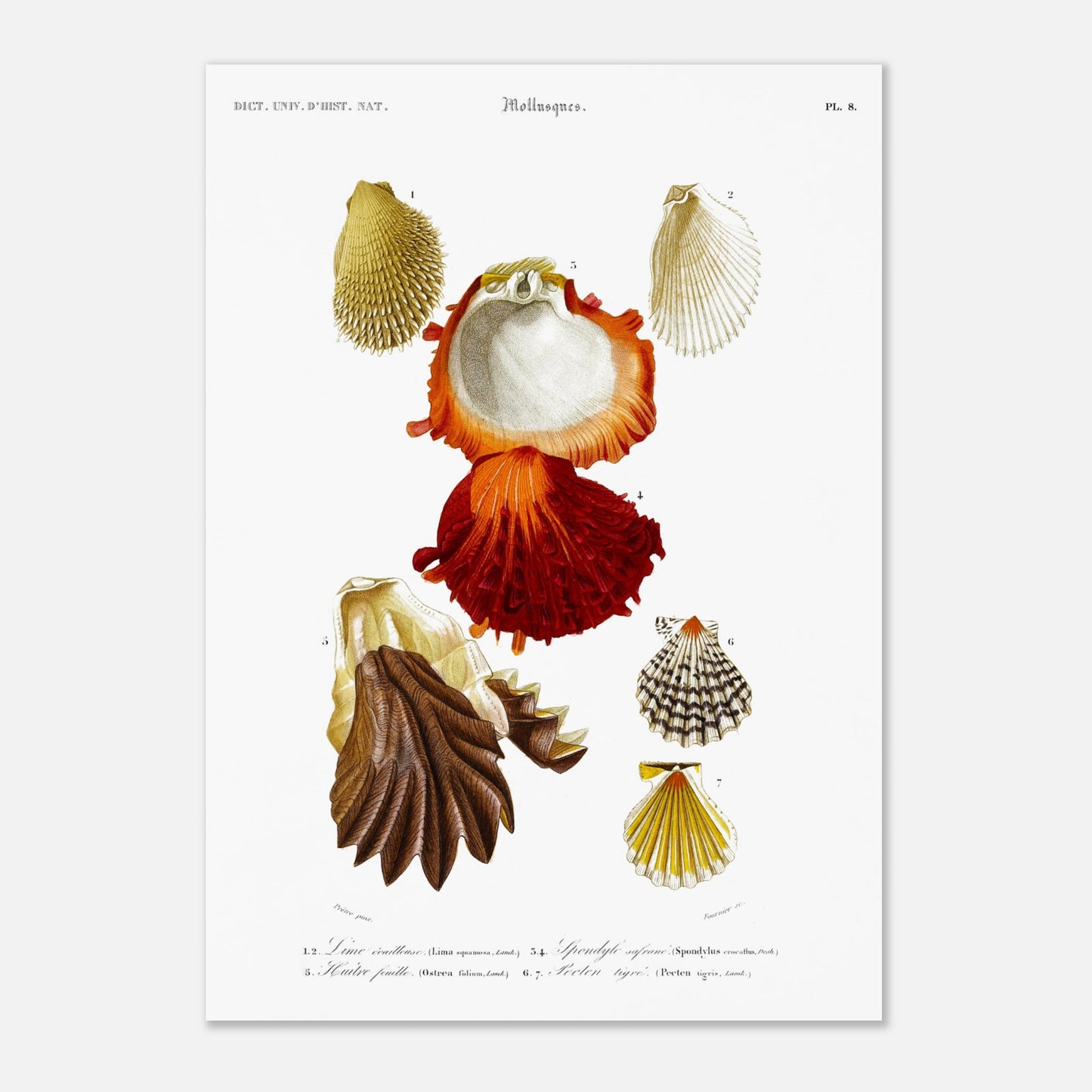 Lime écailleuse, Pecten tigré, Spondyle safrané, Huître feuille - illustration naturaliste du Dictionnaire Universel d'Histoire Naturelle de Charles d'Orbigny - Taille 42x59,4 cm (A2)
