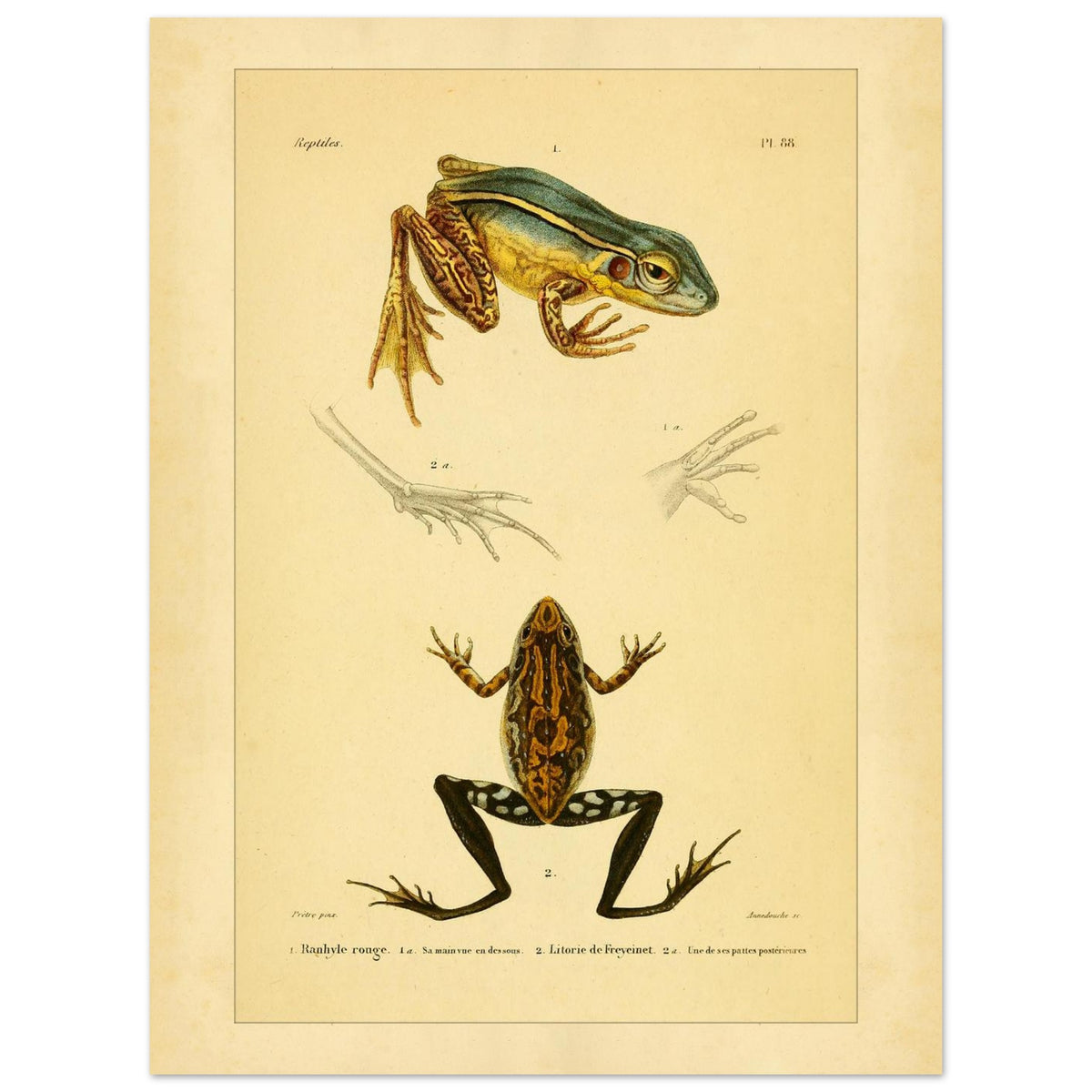 Illustration des roten Limnodytes und von Freycinets Litoria (30x40 cm). Wissenschaftliche Tafel mit einem roten Limnodytes und einem Freycinet-Laubfrosch sowie Details ihrer Pfoten.