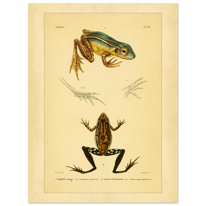 Illustration des roten Limnodytes und von Freycinets Litoria (30x40 cm). Wissenschaftliche Tafel mit einem roten Limnodytes und einem Freycinet-Laubfrosch sowie Details ihrer Pfoten.