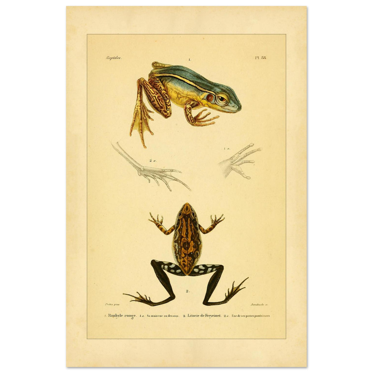 Illustration des roten Limnodytes und von Freycinets Litoria (40x60 cm). Wissenschaftliche Tafel mit einem roten Limnodytes und einem Freycinet-Laubfrosch sowie Details ihrer Pfoten.