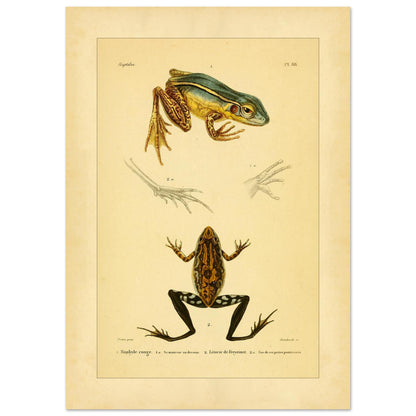 Illustration des roten Limnodytes und von Freycinets Litoria (42x59,4 cm (A2)). Wissenschaftliche Tafel mit einem roten Limnodytes und einem Freycinet-Laubfrosch sowie Details ihrer Pfoten.