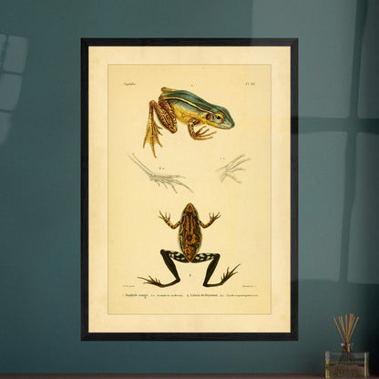 Illustration des roten Limnodytes und von Freycinets Litoria. Wissenschaftliche Tafel mit einem roten Limnodytes und einem Freycinet-Laubfrosch sowie Details ihrer Pfoten.