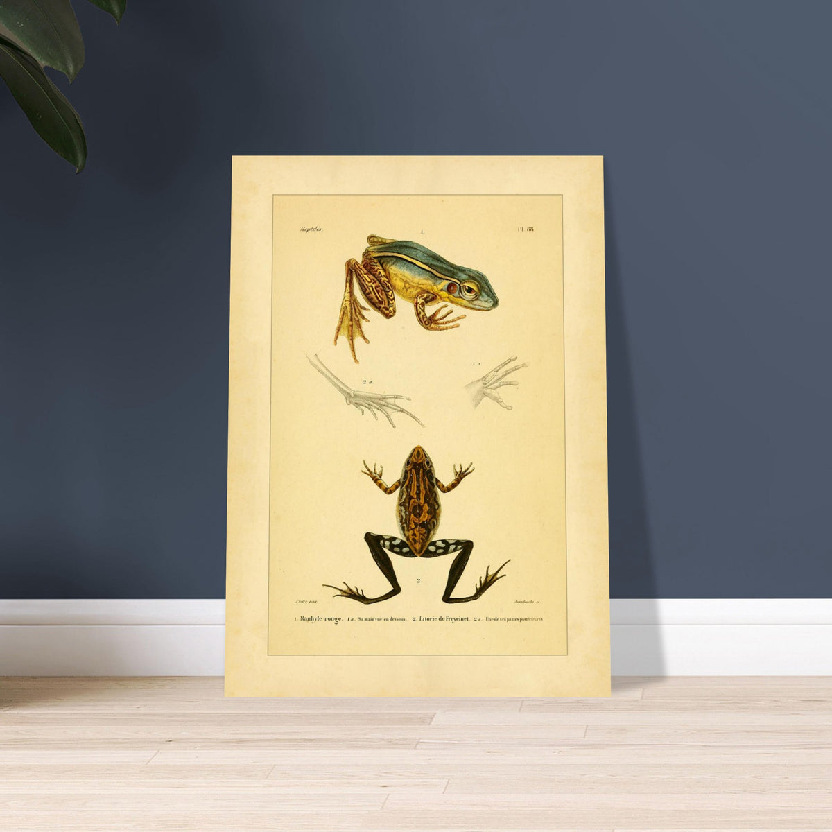 Illustration des roten Limnodytes und von Freycinets Litoria. Wissenschaftliche Tafel mit einem roten Limnodytes und einem Freycinet-Laubfrosch sowie Details ihrer Pfoten.