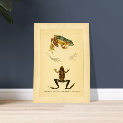 Illustration des roten Limnodytes und von Freycinets Litoria. Wissenschaftliche Tafel mit einem roten Limnodytes und einem Freycinet-Laubfrosch sowie Details ihrer Pfoten.