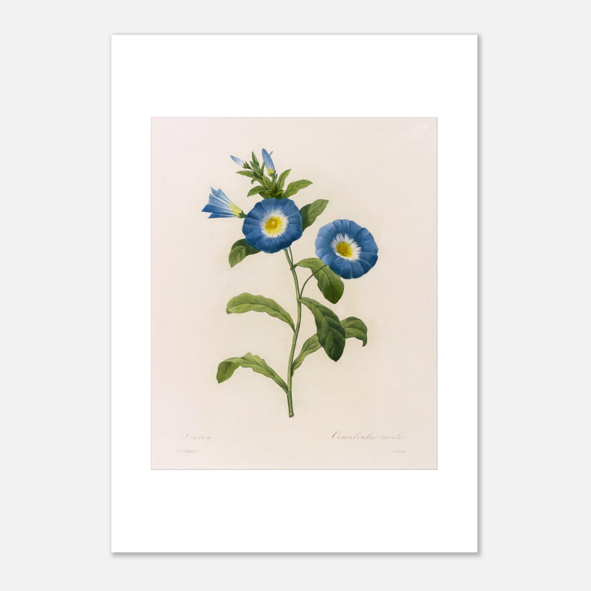 Liseron (Convolvulus Tricolor) par Pierre-Joseph Redouté - Taille 29,7x42 cm (A3)