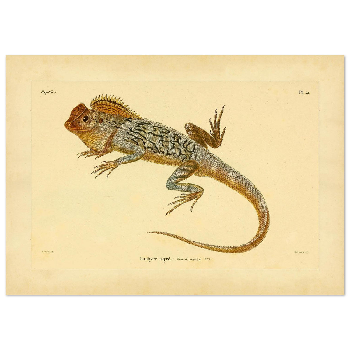 Getigerter Lophyrus: Reproduktion einer antiken zoologischen Illustration (29,7x42 cm (A3)). Anatomische Tafel von Reptilienskeletten, die das vollständige Skelett eines Kaimans und eine Detailansicht seiner Rippen zeigt.