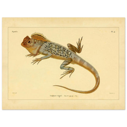 Getigerter Lophyrus: Reproduktion einer antiken zoologischen Illustration (30x40 cm). Anatomische Tafel von Reptilienskeletten, die das vollständige Skelett eines Kaimans und eine Detailansicht seiner Rippen zeigt.