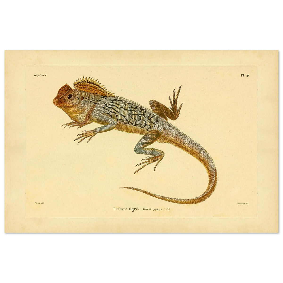 Getigerter Lophyrus: Reproduktion einer antiken zoologischen Illustration (40x60 cm). Anatomische Tafel von Reptilienskeletten, die das vollständige Skelett eines Kaimans und eine Detailansicht seiner Rippen zeigt.