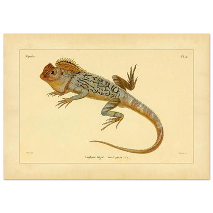 Getigerter Lophyrus: Reproduktion einer antiken zoologischen Illustration (42x59,4 cm (A2)). Anatomische Tafel von Reptilienskeletten, die das vollständige Skelett eines Kaimans und eine Detailansicht seiner Rippen zeigt.