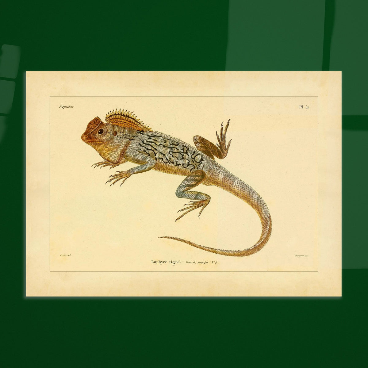 Getigerter Lophyrus: Reproduktion einer antiken zoologischen Illustration. Anatomische Tafel von Reptilienskeletten, die das vollständige Skelett eines Kaimans und eine Detailansicht seiner Rippen zeigt.