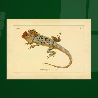 Getigerter Lophyrus: Reproduktion einer antiken zoologischen Illustration. Anatomische Tafel von Reptilienskeletten, die das vollständige Skelett eines Kaimans und eine Detailansicht seiner Rippen zeigt.