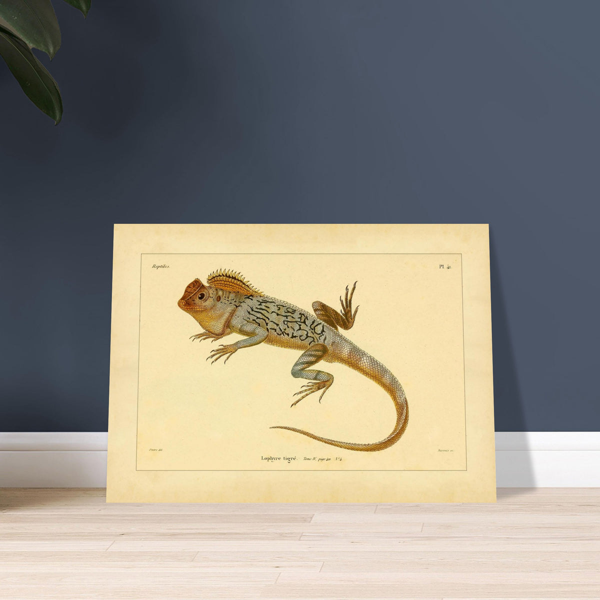 Getigerter Lophyrus: Reproduktion einer antiken zoologischen Illustration. Anatomische Tafel von Reptilienskeletten, die das vollständige Skelett eines Kaimans und eine Detailansicht seiner Rippen zeigt.
