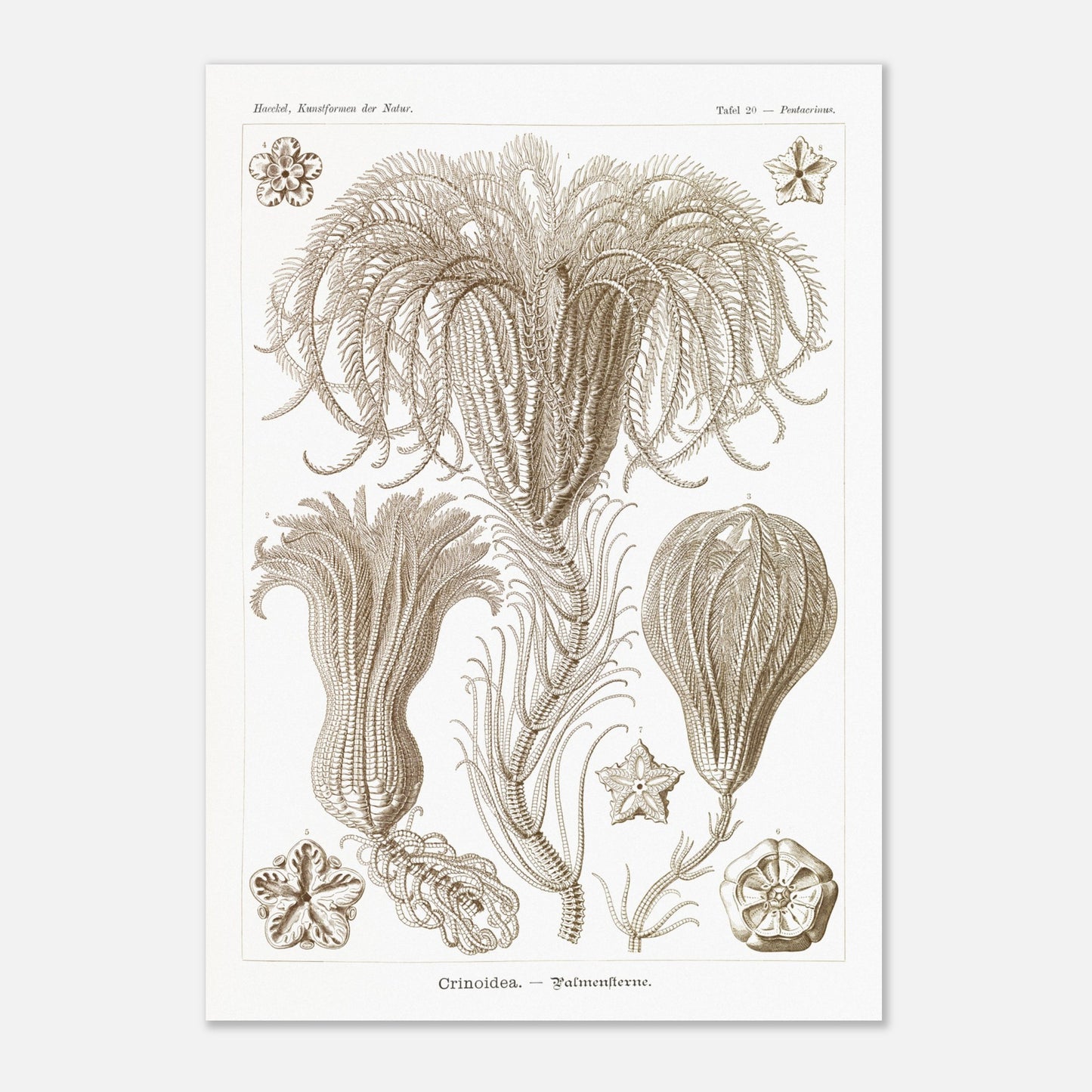 Illustration ancienne Lys de mer par Ernst Haeckel (29,7x42 cm (A3)). Planche d'illustrations scientifiques par Ernst Haeckel, représentant plusieurs espèces de lys de mer avec leurs structures délicates et ramifiées sur fond blanc.