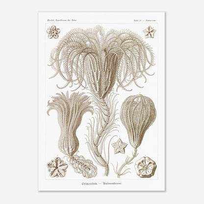 Illustration ancienne Lys de mer par Ernst Haeckel (29,7x42 cm (A3)). Planche d'illustrations scientifiques par Ernst Haeckel, représentant plusieurs espèces de lys de mer avec leurs structures délicates et ramifiées sur fond blanc.