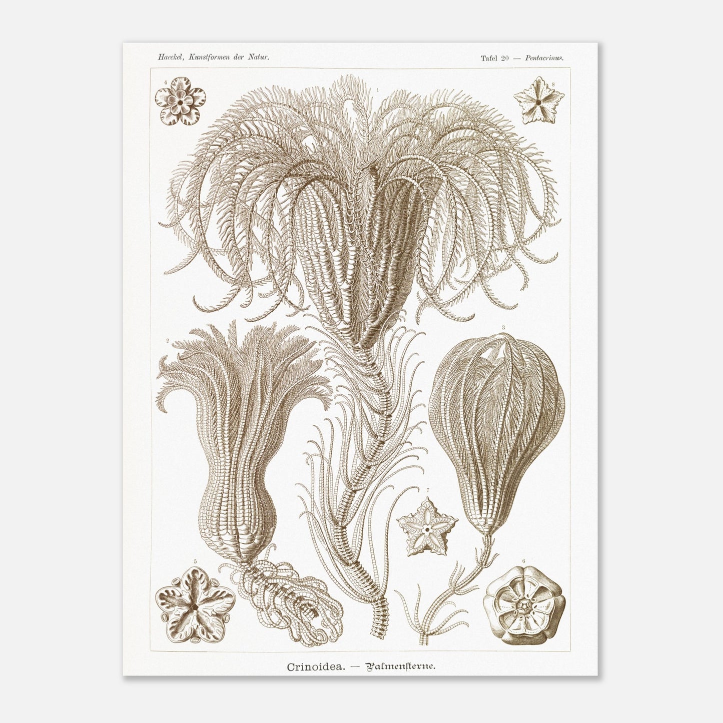 Illustration ancienne Lys de mer par Ernst Haeckel (30x40 cm). Planche d'illustrations scientifiques par Ernst Haeckel, représentant plusieurs espèces de lys de mer avec leurs structures délicates et ramifiées sur fond blanc.