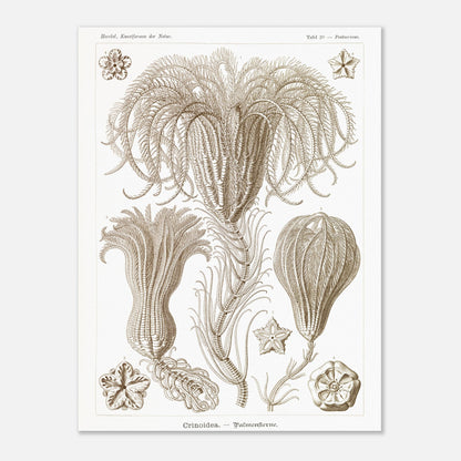 Illustration ancienne Lys de mer par Ernst Haeckel (30x40 cm). Planche d'illustrations scientifiques par Ernst Haeckel, représentant plusieurs espèces de lys de mer avec leurs structures délicates et ramifiées sur fond blanc.
